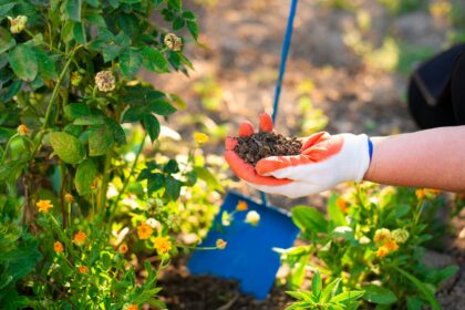 Gardening Tips holding soil near flowering plants for healthy garden care