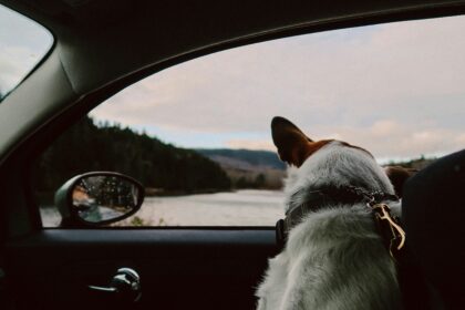 A dog looking out of a car window during a road trip with its owner