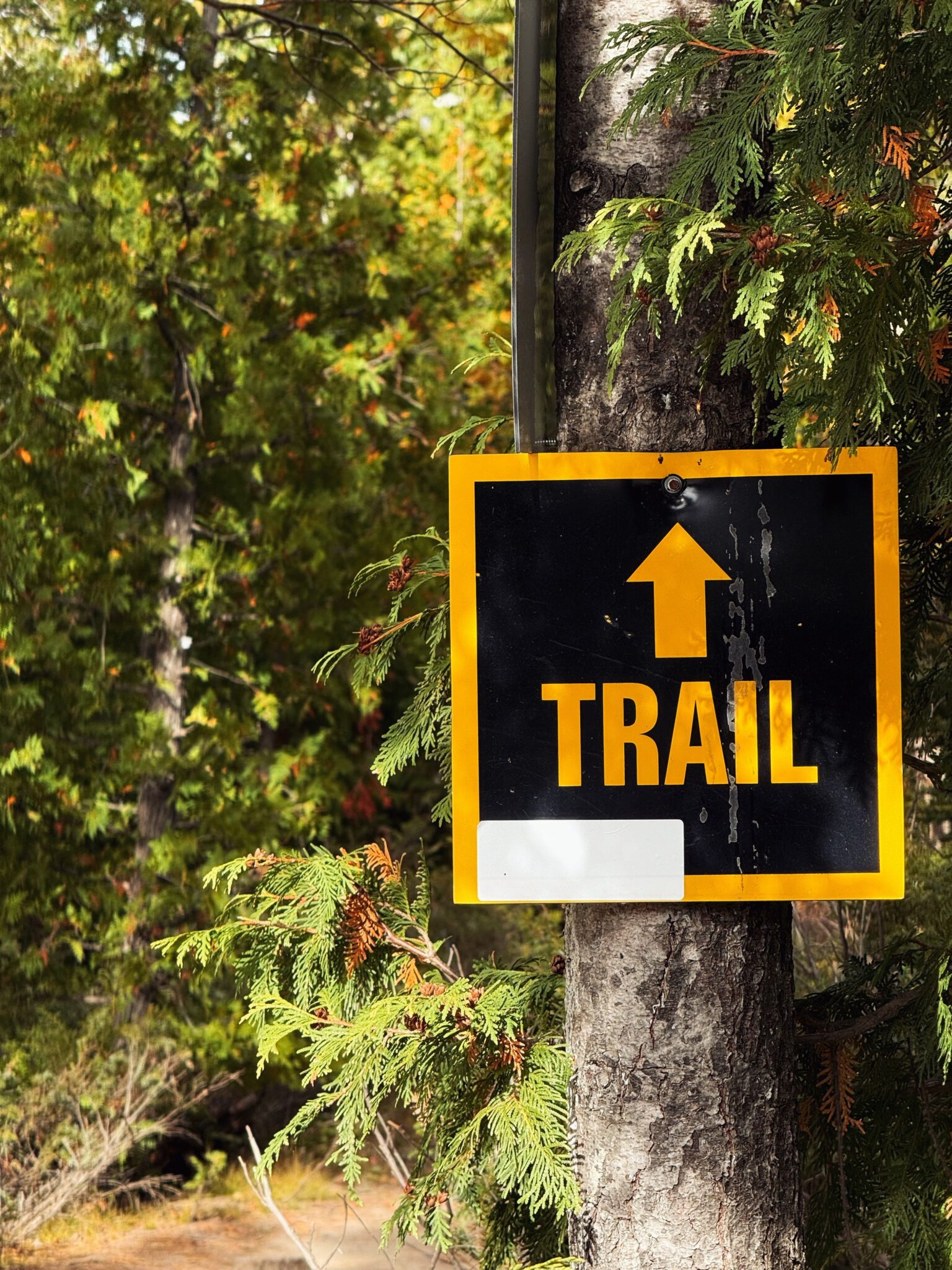 Acadia National Park hiking trails shown by a rocky coastal trail above the Atlantic ocean