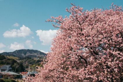 Best places to travel in March shown by cherry blossom trees in full bloom in a Japanese village