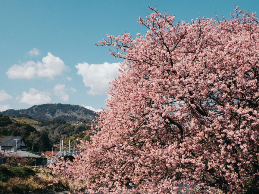 Best places to travel in March shown by cherry blossom trees in full bloom in a Japanese village